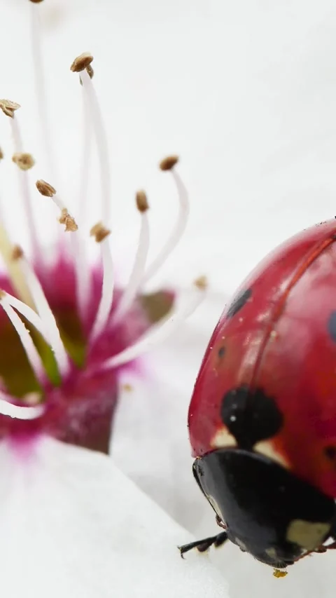 An extreme 9-16 close-up video showing a red ladybird beetle resting on a wh Vídeos de archivo 335185064