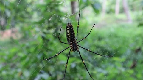 Extreme backside close up of a female giant golden silk orb weaver spider and Video stock 150907555