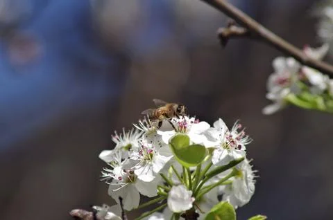 Extreme bee closeup Stock Photos