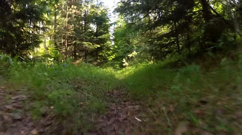 Extreme bicycle riding in the forest Video stock 25544017
