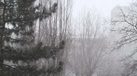 Extreme Blizzard Tree Still-Shot Stock Footage 34609462