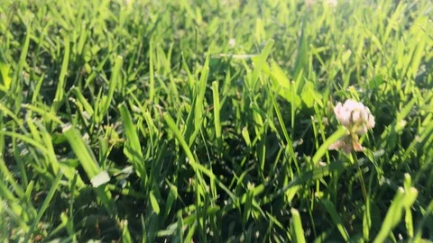 Extreme bottom view of a walk on grass Stock Footage 120518857