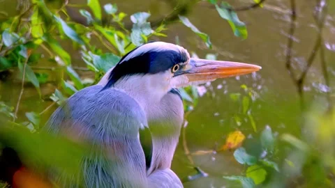 Extreme Close-Up 4K Video of Grey Heron in River Stock Footage 313428043