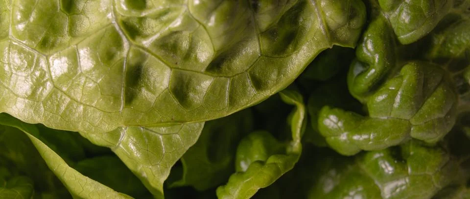 Extreme close-up Abstract Pattern of Crinkled Wavy Green Lettuce Leaves Sho.. Stock Photos