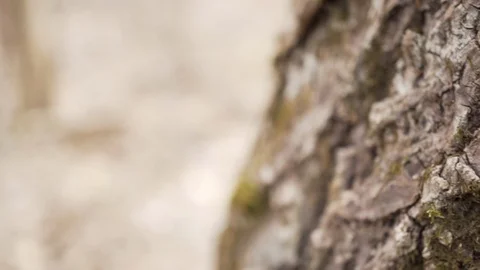 Extreme close up of aged tree texture with moss on bark Stock Footage 105535959
