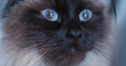 Extreme Close Up of Alert Ragdoll Cat With Blue Eyes Видео 86339253