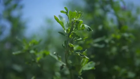 Extreme Close Up of Alfalfa  Stock Footage 221862893