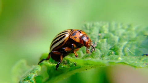 Extreme close up and slow motion of male potato beetle getting onto female Stock Footage 243376086