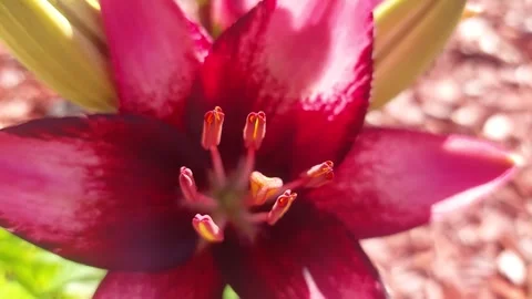 Extreme close-up and top view of a vibrant red and pink lily flower stamen and p Stock Footage 336482713