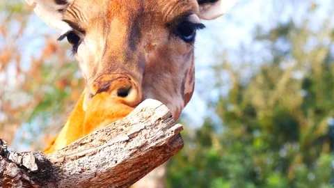 Extreme close up angle with a Giraffe licking termites from a tree. Stock Footage 85349995