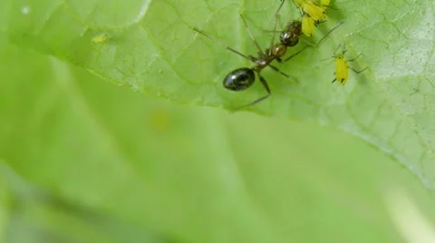 Extreme close up of ant interacting with aphids Video stock 68907850