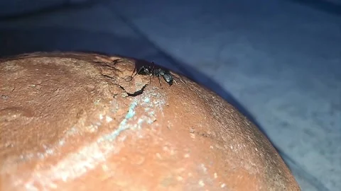 Extreme close-up of an ant at night with high-contrast flash photography. Stock Footage 324688167
