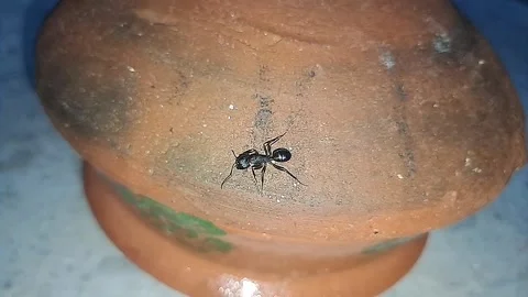 Extreme close-up of an ant at night with high-contrast flash photography. Stock Footage 324692247