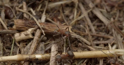 Extreme close up on ants inside the ant hill Stock Footage 117546687