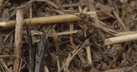 Extreme close up on ants inside the ant hill Stock Footage 117547256
