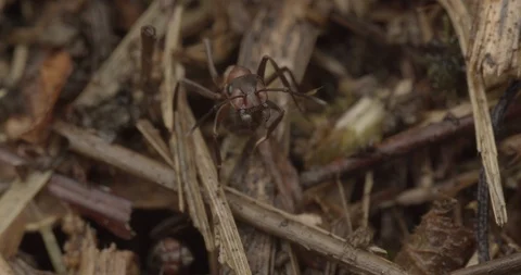 Extreme close up on ants inside the ant hill Stock Footage 117547674