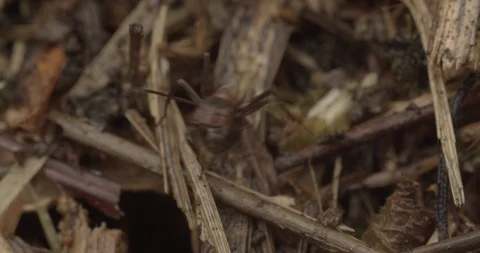 Extreme close up on ants inside the ant hill 스톡 동영상 117547850