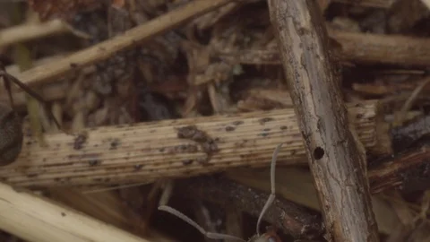 Extreme close up on ants inside the ant hill 스톡 동영상 117547895
