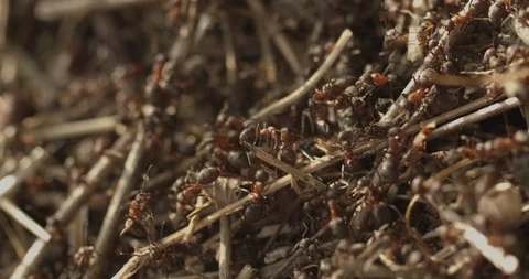 Extreme close up on ants inside the ant hill 스톡 동영상 117549255