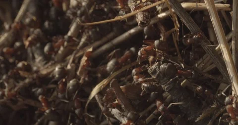 Extreme close up on ants inside the ant hill Stock Footage 117549494