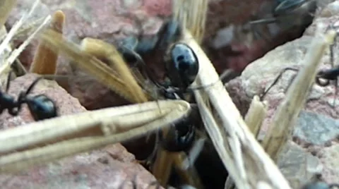 Extreme close-up - ants taking dried grass between paving slabs to nest 11 of 14 Stock Footage 42107191