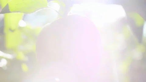 Extreme close up of apple in sun Stock-Footage 117359548