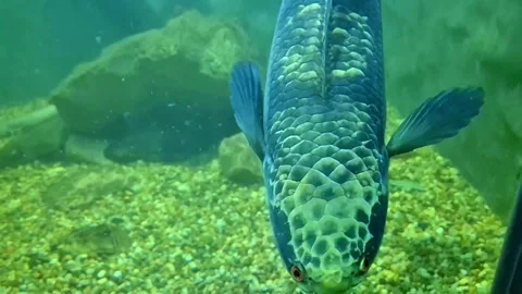 Extreme close-up of an Arapaima fish swimming toward the camera Vídeos de archivo 335042579