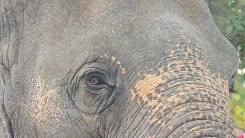 Extreme close-up of an Asian elephant eye and wrinkled skin texture. Vídeo Stock 339779153