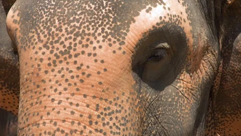 Extreme Close Up of Asian Elephant Face and Skin Texture Stock Footage 328784279