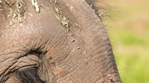 Extreme Close Up of Asian Elephant Head and Wrinkled Skin Stockbeeldmateriaal 346579607