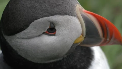 Extreme Close Up of an Atlantic Puffin's Head on an Icelandic Coastal Cliffside Stock Footage 339903803