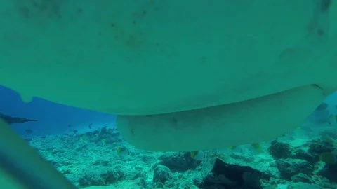 Extreme close up of Attack of the Tiger Shark (4K-60fps). Video stock 87313021
