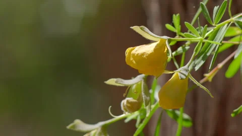 Extreme close up of Australia Easter cassia plant Stock Footage 141169540