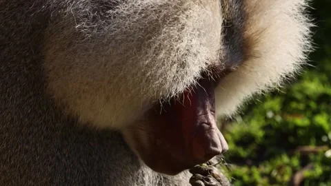 Extreme Close Up of a Baboon Foraging and Eating Outdoors Vídeos de archivo 326080968