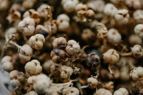 Extreme close-up background of dried seed pods and small brown flower heads Stock Photos
