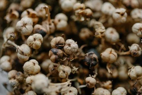 Extreme close-up background of dried seed pods and small brown flower heads Stock-Fotos