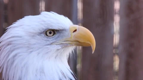 Extreme close up of Bald Eagle head, beak, eye with wood fence behind Stock Footage 153671168
