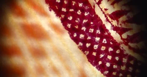 An extreme close up of a bank note Stock Photos