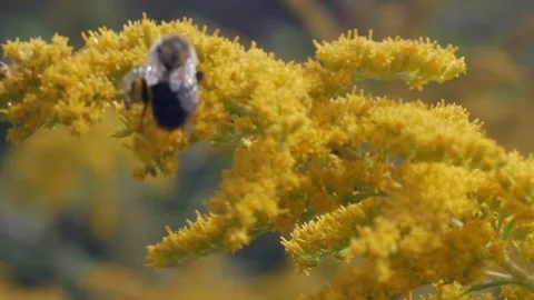 Extreme close up on bee cloudy day on golden rod gathering pollen and flies off Video stock 211094712