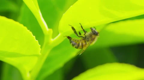 Extreme close up of a bee on a green leaf before flying away in slow motion Stock-Footage 50907280