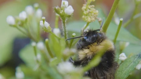 Extreme close up of a bee head Stock Footage 113824741