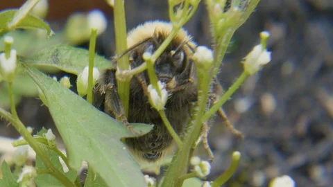 Extreme close up of a bee on a plant Stock Footage 113824803