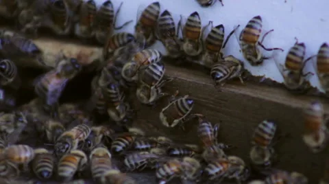Extreme Close Up of Bees Stock Footage 42183156