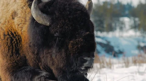 Extreme close up of bison Stock Footage