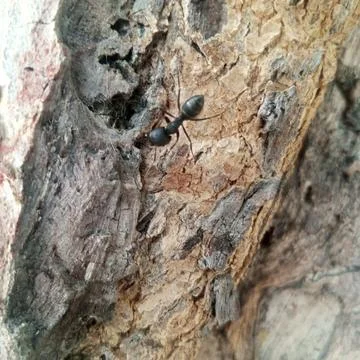 Extreme close up black ant exploring deep crevices rough tree bark art Stock Photos