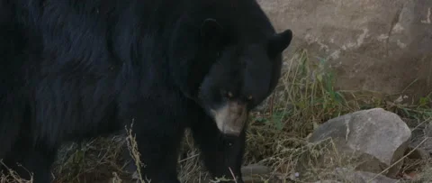 Extreme close up of black bear face Stock Footage 140267811