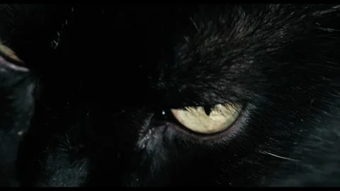 Extreme Close-Up of Black Cat Eye Looking Direct Into Camera Stock Footage 342956739