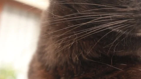 Extreme Close Up of Black Cat Fur and Whiskers During Summer Shedding Season Stockbeeldmateriaal 343111742