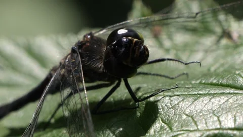 Extreme close-up black Dragonfly looking around for predators on a green leaf. Stock Footage 159711233