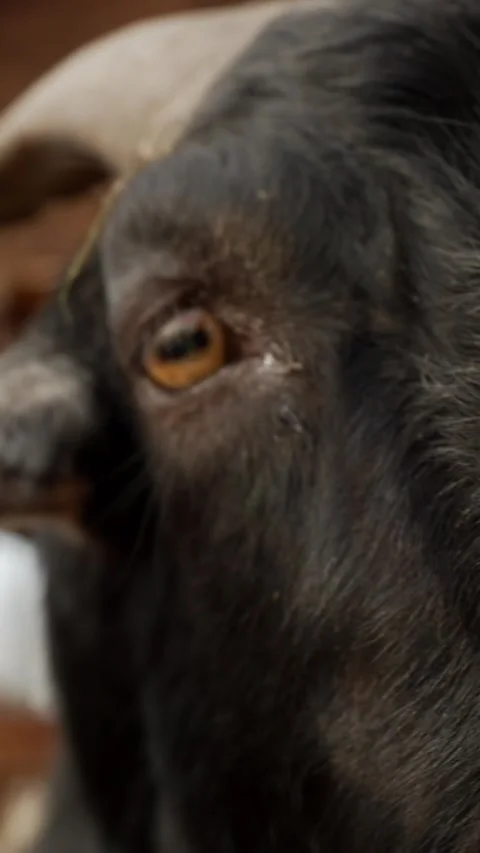 Extreme close up of black goat eye with amber iris vertical video, animal macro Stock-Footage 345202912